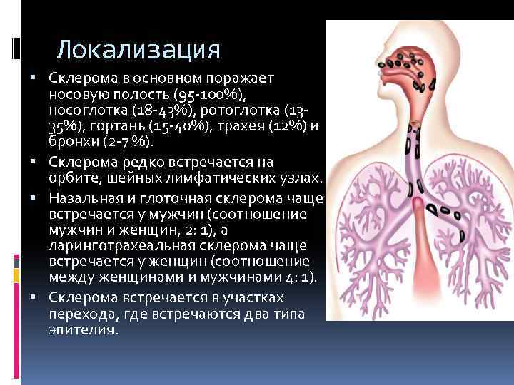 Устройство носоглотки человека картинки