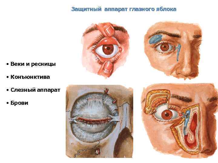 Защитный аппарат глазного яблока • Веки и ресницы • Конъюнктива • Слезный аппарат •
