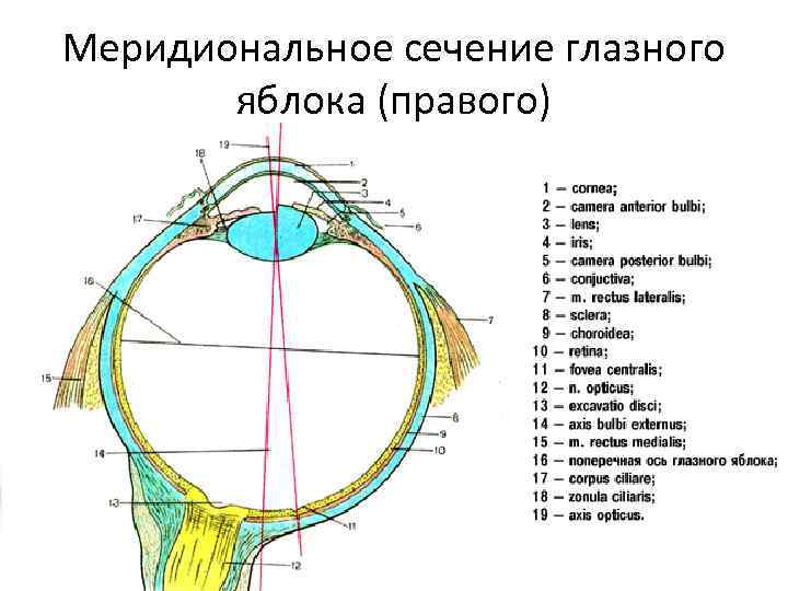 Анатомия глазного яблока презентация