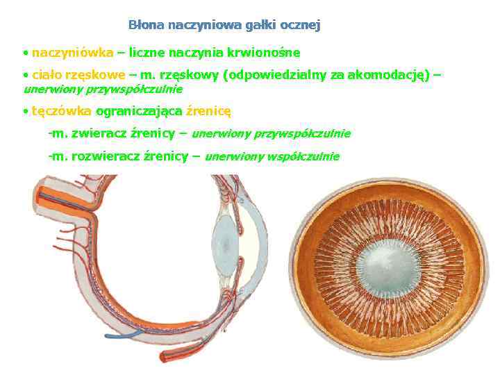 Błona naczyniowa gałki ocznej • naczyniówka – liczne naczynia krwionośne • ciało rzęskowe –