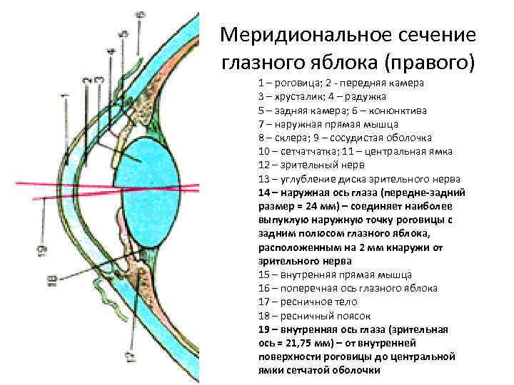 Схема строения переднего отдела глаза