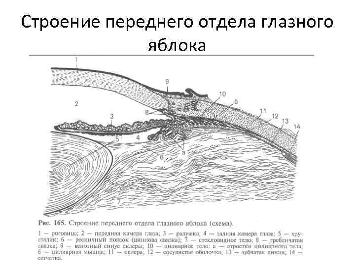 Схема строения переднего отдела глаза