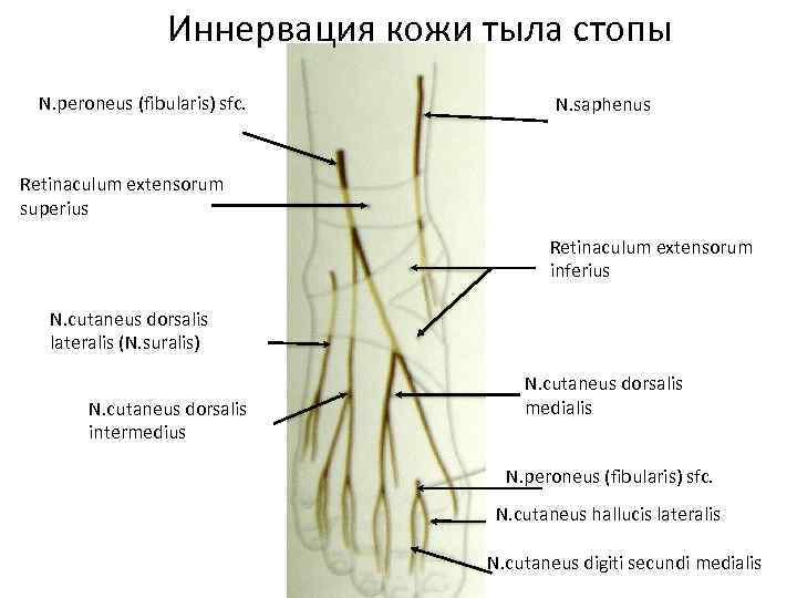 Иннервация кожи тыла стопы N. peroneus (fibularis) sfc. N. saphenus Retinaculum extensorum superius Retinaculum