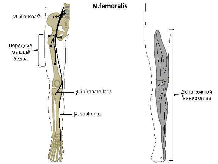 N. femoralis M. iliopsoas? Передние мышцы ? бедра R. ? infrapatellaris N. ? saphenus