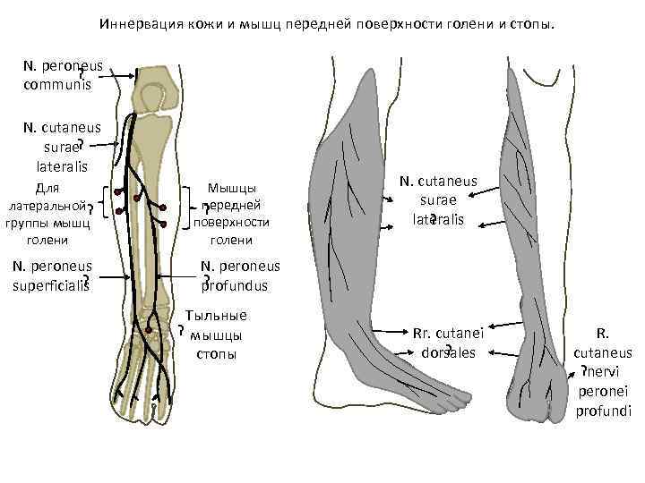 Иннервация кожи и мышц передней поверхности голени и стопы. N. peroneus ? communis N.