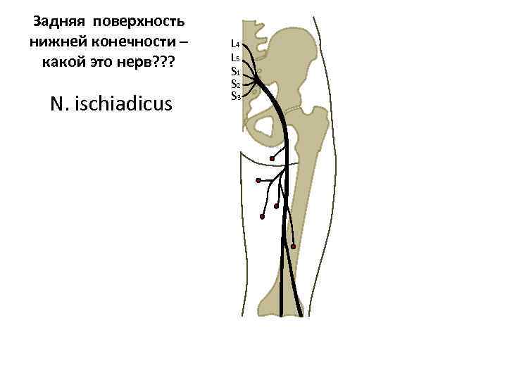 Задняя поверхность нижней конечности – какой это нерв? ? ? N. ischiadicus L 4