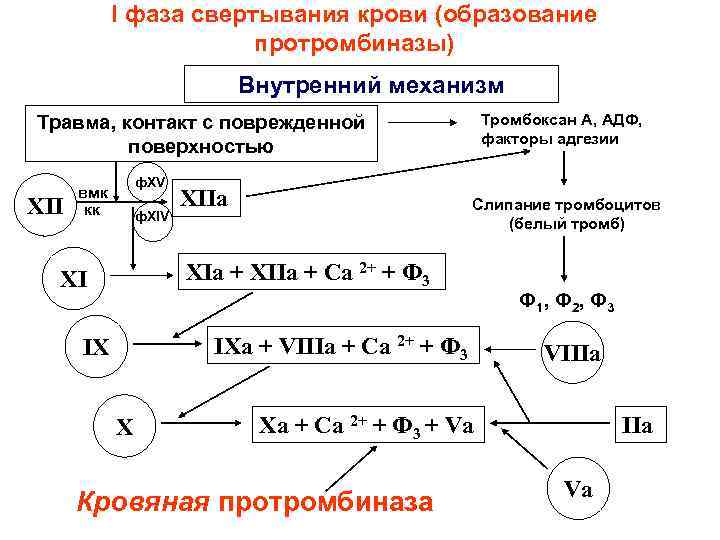 Участвуют в свертывании. Внутренний путь образования протромбиназы. Механизмы образования протромбиназы. Механизм образования кровяной протромбиназы. Внешний и внутренний механизм образования протромбиназы.