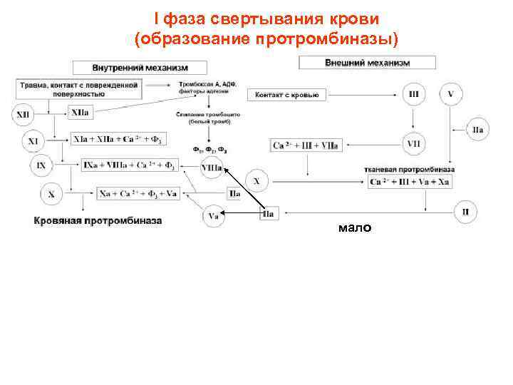 Рассмотрите рисунок на котором представлена схема свертывания крови