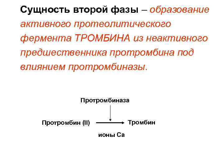 Сущность второй фазы – образование активного протеолитического фермента ТРОМБИНА из неактивного предшественника протромбина под