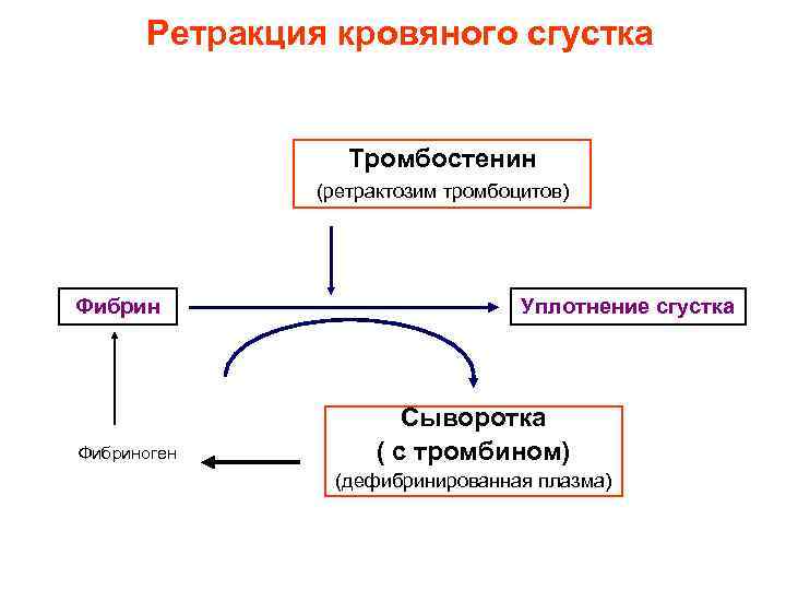 Схема образования кровяного сгустка