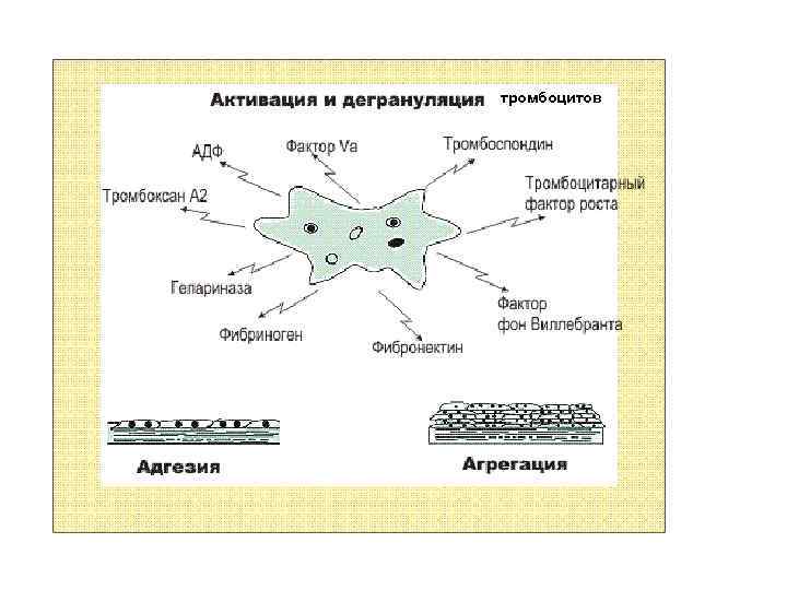 тромбоцитов 