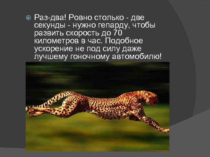  Раз-два! Ровно столько - две секунды - нужно гепарду, чтобы развить скорость до