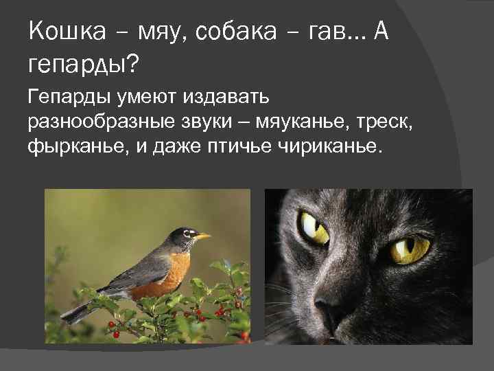 Кошка – мяу, собака – гав… А гепарды? Гепарды умеют издавать разнообразные звуки –