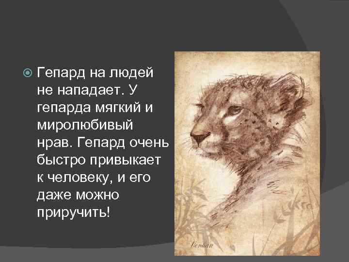  Гепард на людей не нападает. У гепарда мягкий и миролюбивый нрав. Гепард очень