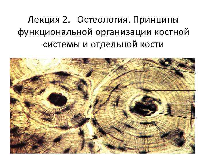 Лекция 2. Остеология. Принципы функциональной организации костной системы и отдельной кости 