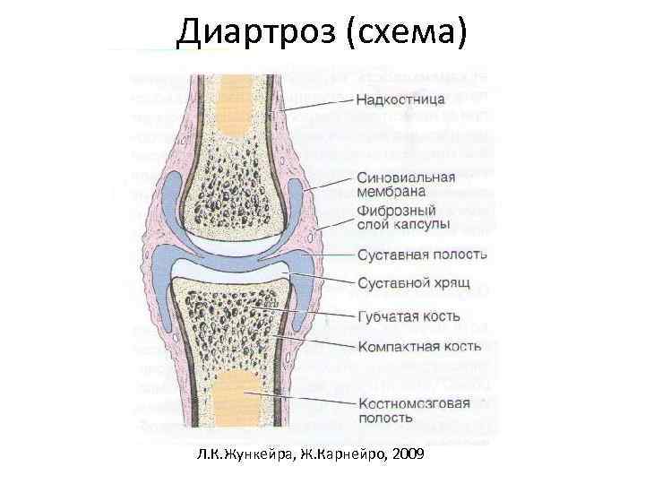 Диартроз (схема) Л. К. Жункейра, Ж. Карнейро, 2009 