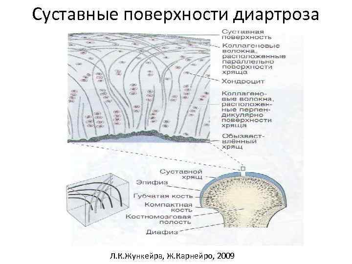 Суставные поверхности диартроза Л. К. Жункейра, Ж. Карнейро, 2009 