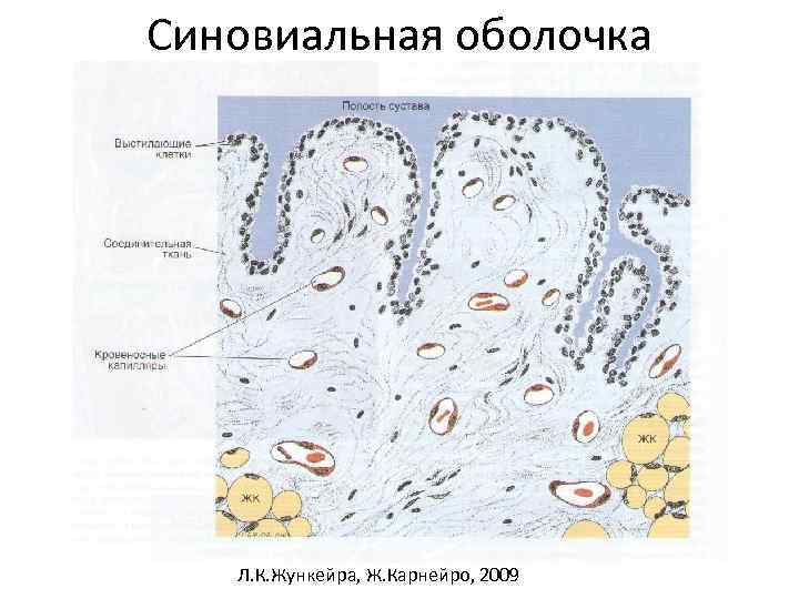 Синовиальная оболочка Л. К. Жункейра, Ж. Карнейро, 2009 