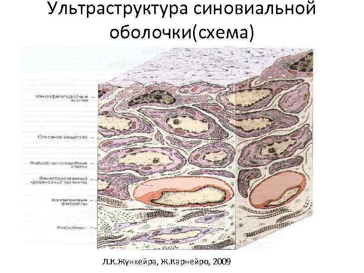 Ультраструктура синовиальной оболочки(схема) Л. К. Жункейра, Ж. Карнейро, 2009 