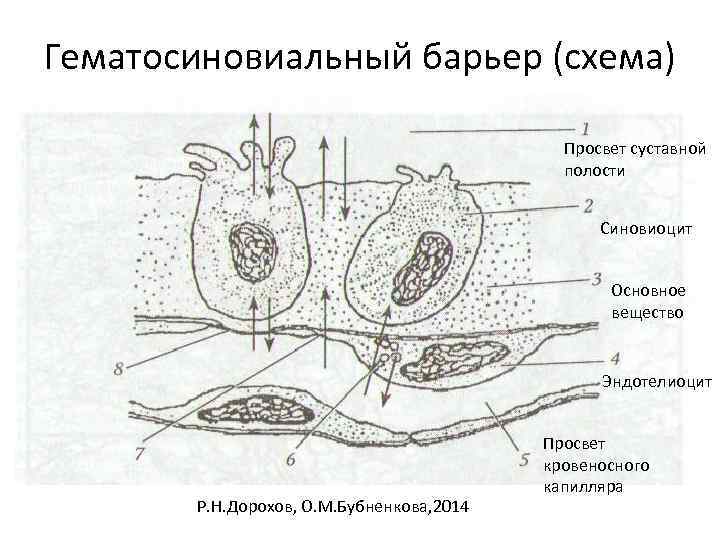 Гематосиновиальный барьер (схема) Просвет суставной полости Синовиоцит Основное вещество Эндотелиоцит Р. Н. Дорохов, О.