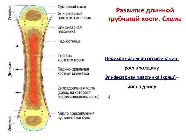 Развитие длинной трубчатой кости. Схема Перихондральная оссификациярост в толщину Эпифизарная пластинка (хрящ)– рост в