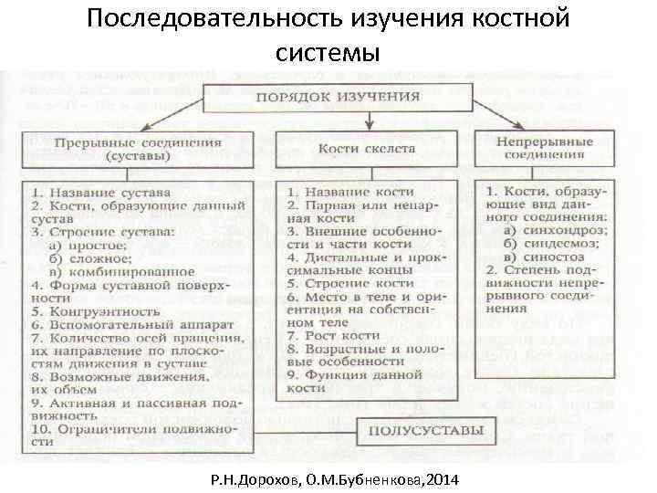 Последовательность изучения костной системы Р. Н. Дорохов, О. М. Бубненкова, 2014 