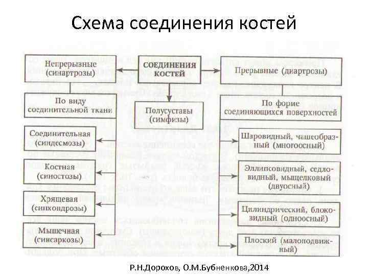 Схема соединения костей Р. Н. Дорохов, О. М. Бубненкова, 2014 