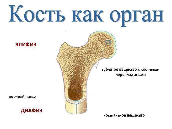 ЭПИФИЗ губчатое вещество с костными перекладинами костный канал ДИАФИЗ компактное вещество 