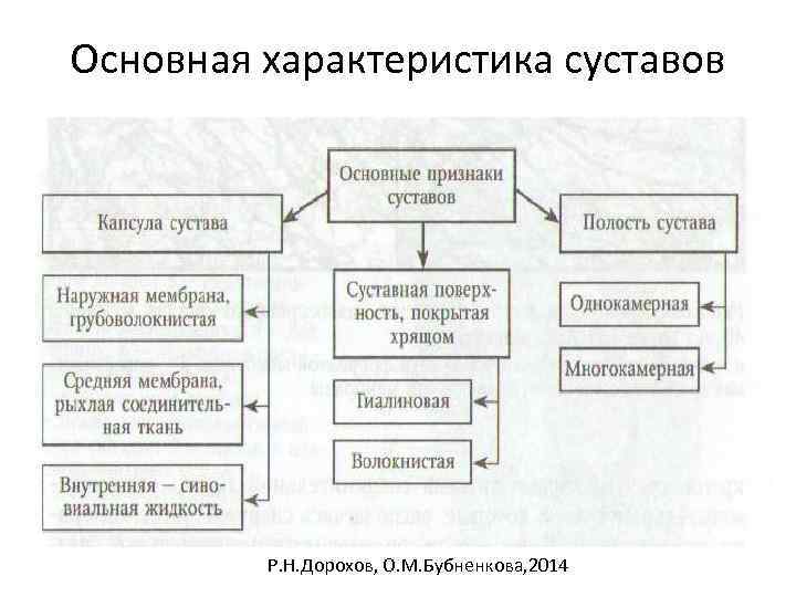 Основная характеристика суставов Р. Н. Дорохов, О. М. Бубненкова, 2014 