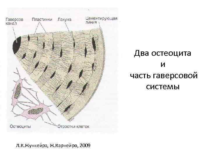 Два остеоцита и часть гаверсовой системы Л. К. Жункейра, Ж. Карнейро, 2009 