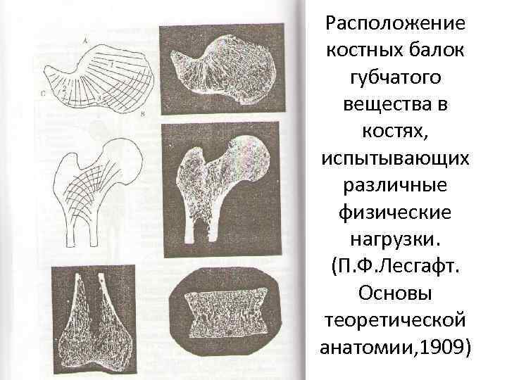 Расположение костных балок губчатого вещества в костях, испытывающих различные физические нагрузки. (П. Ф. Лесгафт.