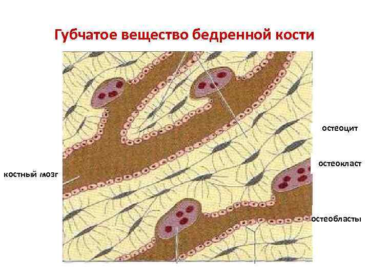 Губчатое вещество бедренной кости остеоцит костный мозг остеокласт остеобласты 