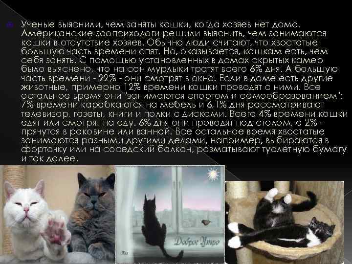  Ученые выяснили, чем заняты кошки, когда хозяев нет дома. Американские зоопсихологи решили выяснить,