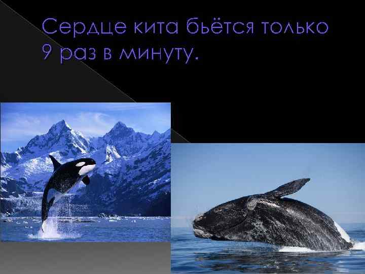 Сердце кита бьётся только 9 раз в минуту. 
