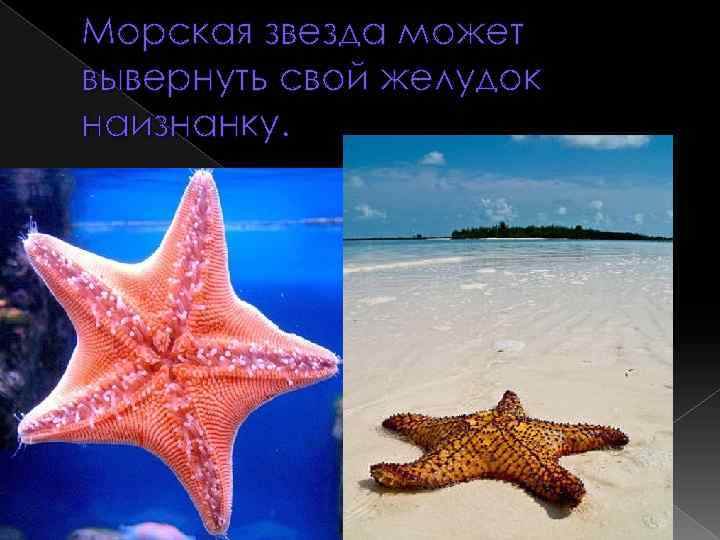 Морская звезда может вывернуть свой желудок наизнанку. 