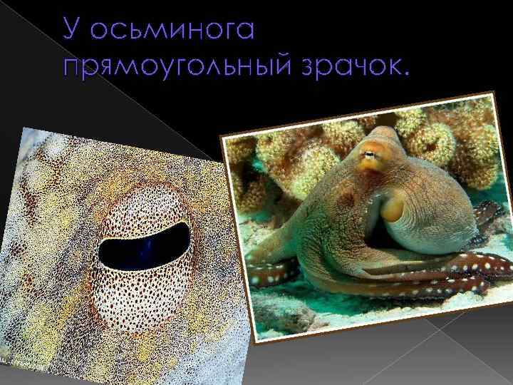 У осьминога прямоугольный зрачок. 