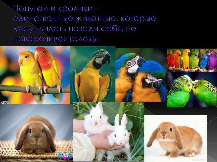 Попугаи и кролики – единственные животные, которые могут видеть позади себя, не поворачивая головы.