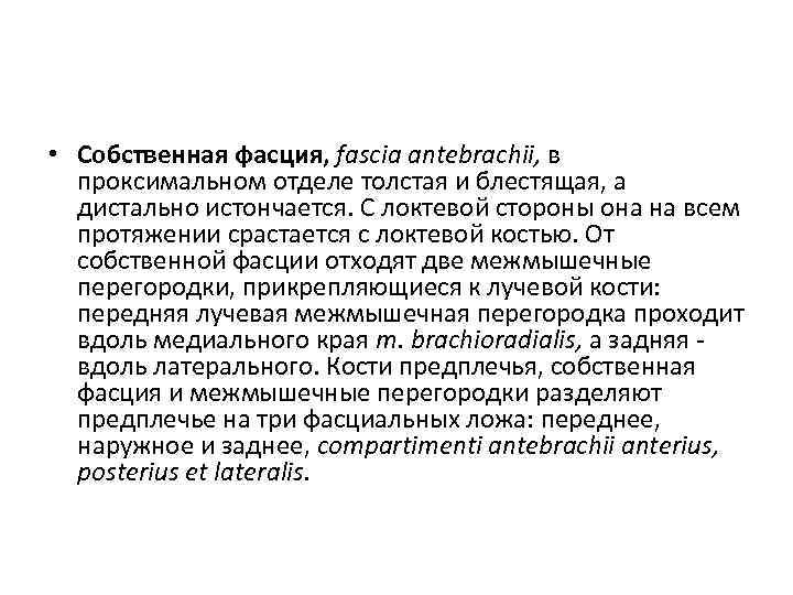  • Собственная фасция, fascia antebrachii, в проксимальном отделе толстая и блестящая, а дистально