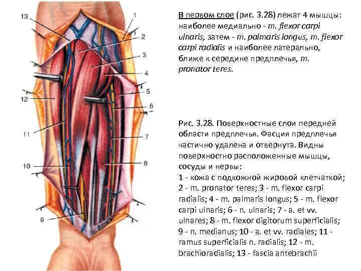 В первом слое (рис. 3. 28) лежат 4 мышцы: наиболее медиально m. flexor carpi
