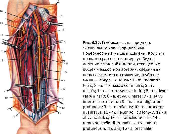 Рис. 3. 30. Глубокая часть переднего фасциального ложа предплечья. Поверхностные мышцы удалены. Круглый пронатор