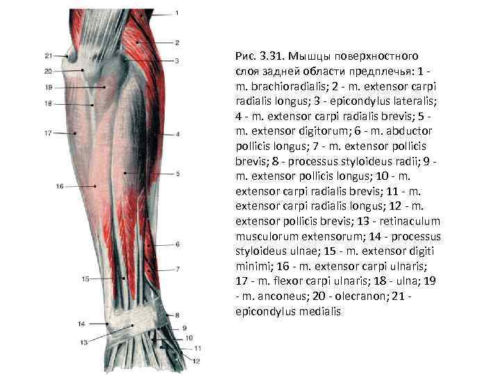 Анатомия предплечья. Задние поверхностные мышцы предплечья. Мышцы предплечья задняя группа поверхностный слой. Мышцы передней области предплечья 1 слой. Топография задней области предплечья.