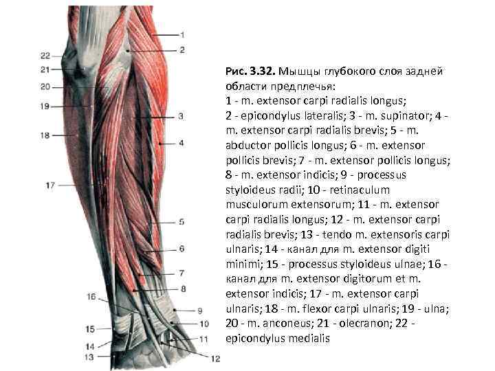 Рис. 3. 32. Мышцы глубокого слоя задней области предплечья: 1 m. extensor carpi radialis