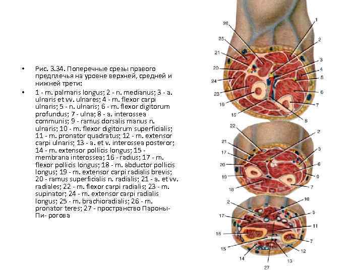 Мышцы предплечья топографическая анатомия