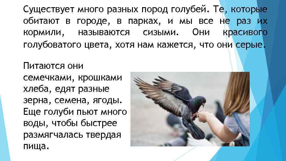 Презентация о голубях