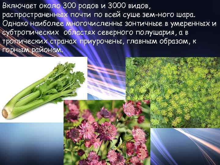 Включает около 300 родов и 3000 видов, распространенных почти по всей суше зем ного