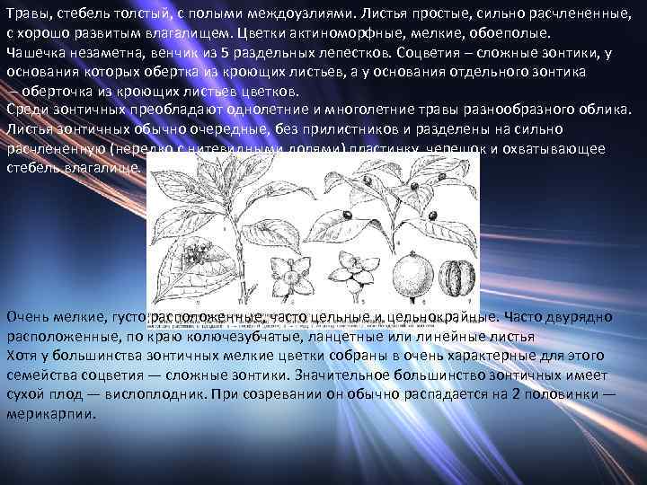 Травы, стебель толстый, с полыми междоузлиями. Листья простые, сильно расчлененные, с хорошо развитым влагалищем.