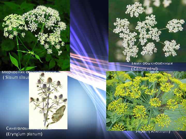 Морковник обыкновенный ( Silaum silaus) Синеголовник плоский (Eryngium planum) Тмин обыкновенный ( Cárum cárvi)