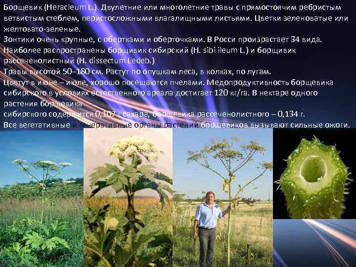 Борщевик (Heracleum L. ). Двулетние или многолетние травы с прямостоячим ребристым ветвистым стеблем, перистосложными