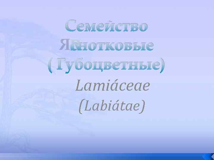 Семейство Яснотковые ( Губоцветные) Lamiáceae (Labiátae) 