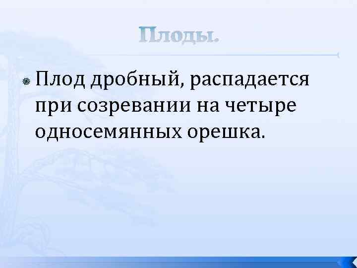 Плоды. Плод дробный, распадается при созревании на четыре односемянных орешка. 